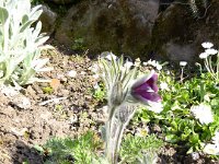 11 Cerisiers en fleurs dans l&#39;Ortenau Mösbach 10 04 2016 46